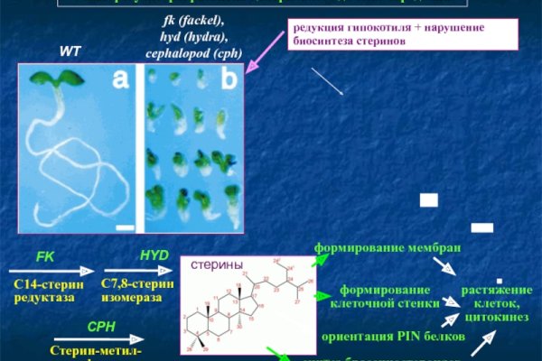 Kit kraken официальный сайт