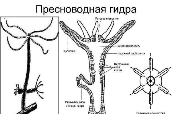 Kraken что это такое